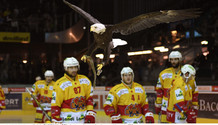 l’aigle SHERKAN (GS) plane au-dessus des joueurs biennois (BI)    24.10.2017 , Genève Servette - Bienne  GS-BIphoto Eric Lafargue