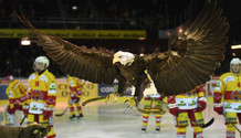 l’aigle SHERKAN (GS) plane au-dessus des joueurs biennois (BI)    24.10.2017 , Genève Servette - Bienne  GS-BIphoto Eric Lafargue