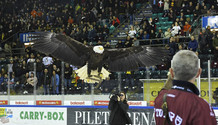 l’aigle SHERKAN devant un nombreux public (GS)  26.2.2022 , Genève-Servette - Berne  GS-SCBphoto Eric Lafargue